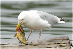 Gull (Herring)