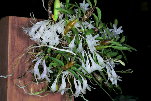 Dendrobium malvicolor