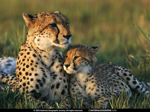 Cheetah Mom and Cub by ▓ƒLÎk®■Ïš■ÇøøL▓