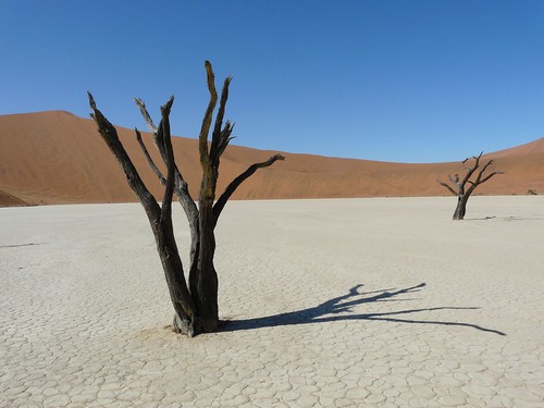 Laguna dead in the Namib Desert (Namibia)
