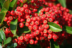 Pyracantha berries