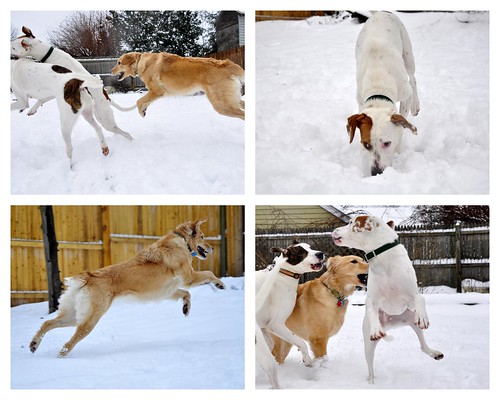 Pups in snow
