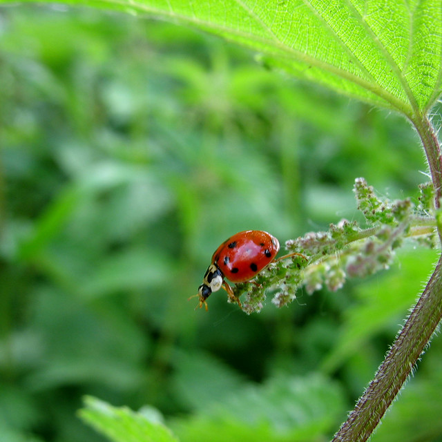 Ladybug on Nettle - My Ladybug should bring you Luck  -  Happy New Year 2010 !!!