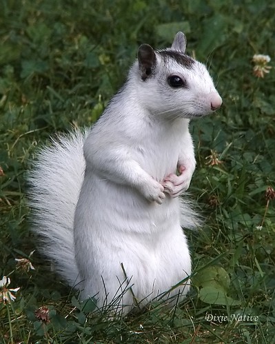 Here you go Charlie. A long lost cousin of your squirrel family.