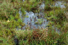The Sphagnum Bog in Autumn