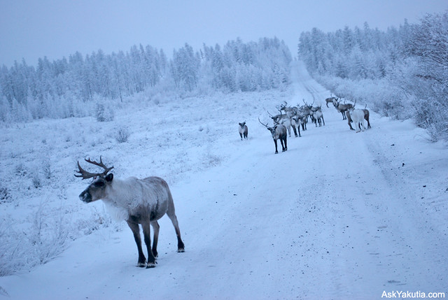 Reindeer on the road