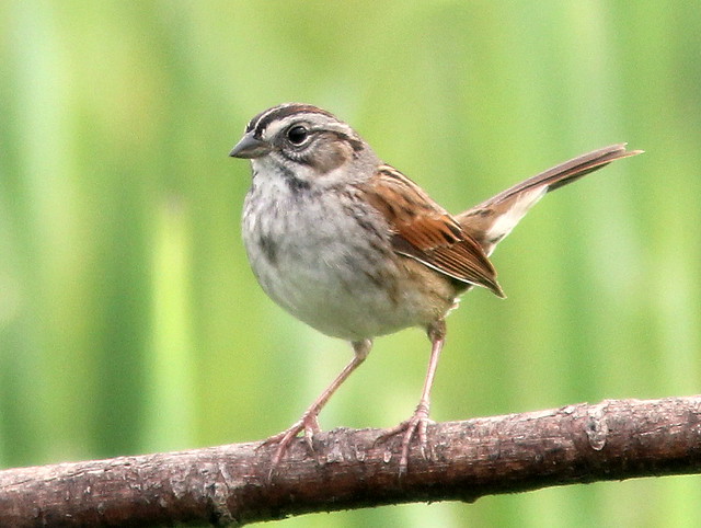 Swamp Sparrow 2-20110512