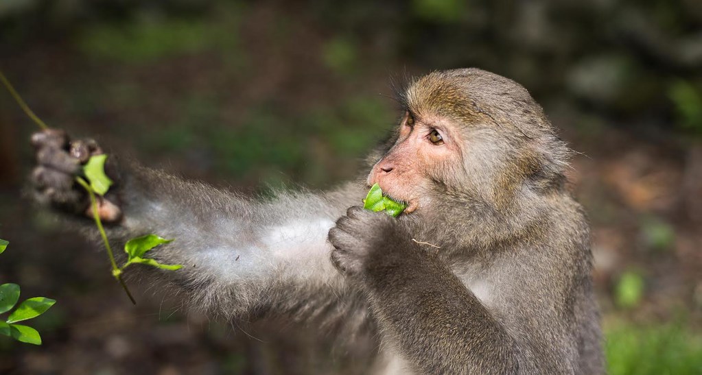 力麗馬告生態園區 棲蘭山莊的獼猴