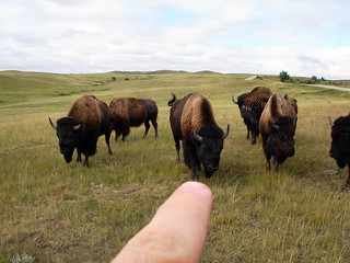 Please, Do Not Poke the Bison