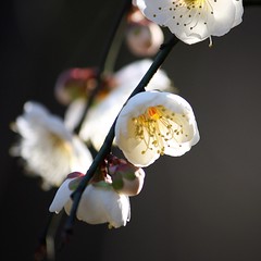 A Garden of Japanese Plum Blossoms