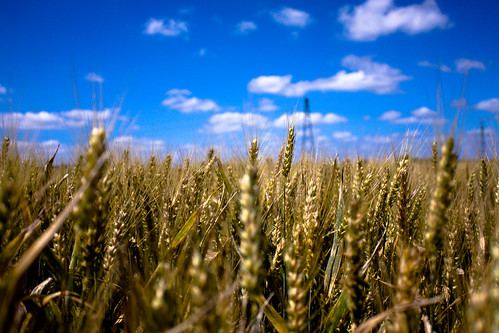 Wheat Field [E-X-P-L-O-R-E-D] - 無料写真検索fotoq