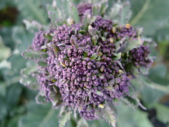 Purple sprouting broccoli by Nick Saltmarsh