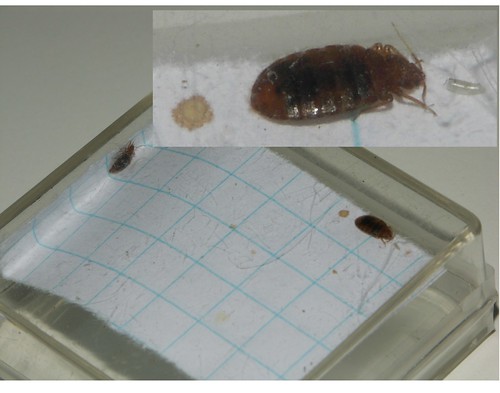 Newly mated male & female bed bugs