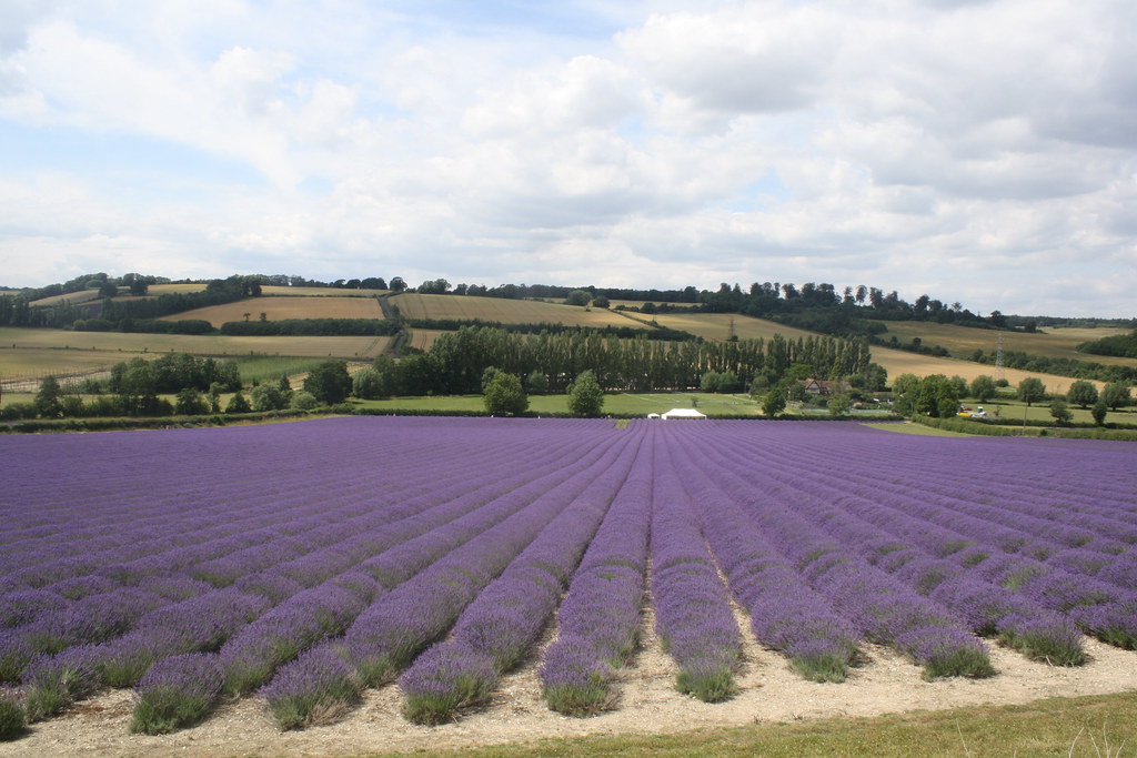 Lavender field,  Kent
