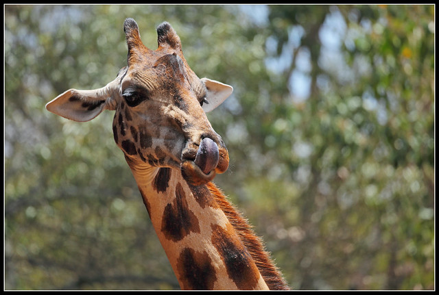 Giraffes Do Have Purple Tongues Flickr Photo Sharing!