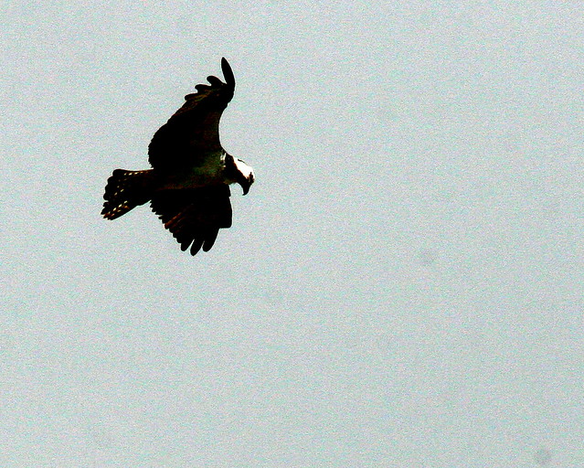 Osprey Hovering 20091028