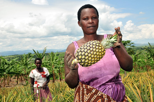 Pineapple farmer, Ntungamo District, Uganda