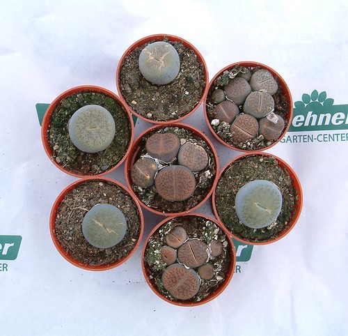 Lithops 0013 by yellowcloud