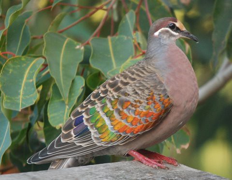 Australian Birds on Lovely Bronzewing Pigeon Visiting Our Garden Albany Western Australia