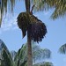 Huasai Palm (Peru) - Acai (Brazil) 1