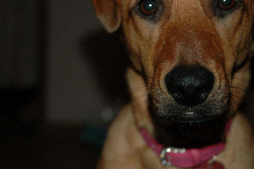 My pup Rosie's nosie in her pink diamond collar, Seattle, Washington, USA by Wonderlane