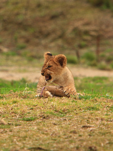 Lions & Lion Cubs by fortherock