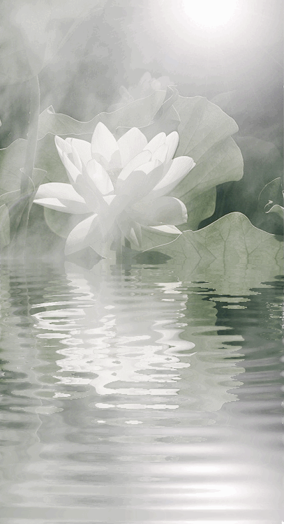 White Lotus Flower Reflections - Animated Gif - IMG_3745-large-2 by Bahman Farzad