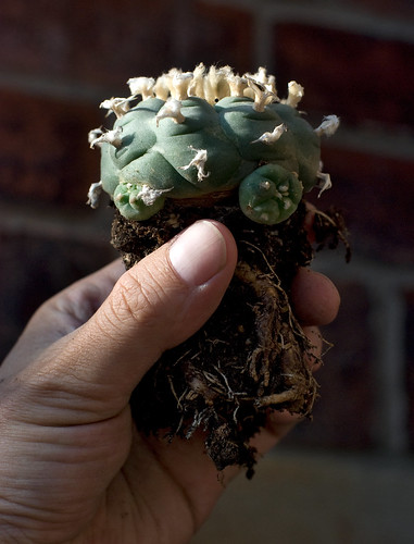 Fist full of Lophophora by Mouldfish