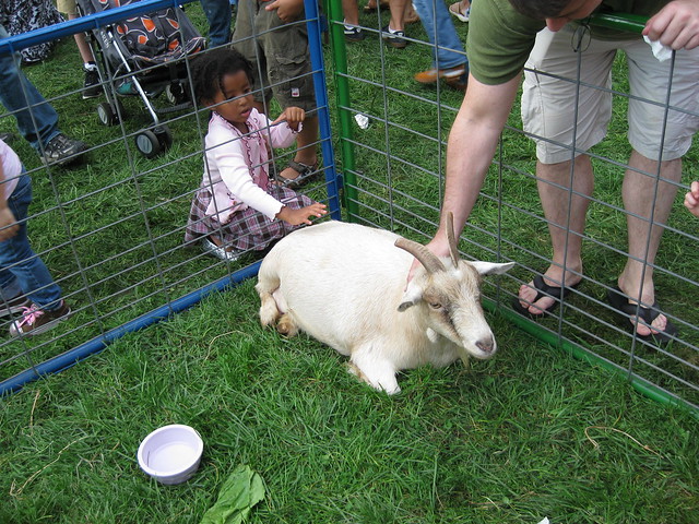"Country Fair" petting zoo | Flickr - Photo Sharing!