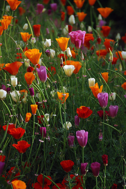 poppies-flickr-photo-sharing