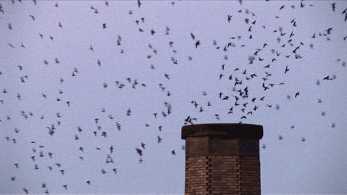 Chapman Swifts swirl into chimney