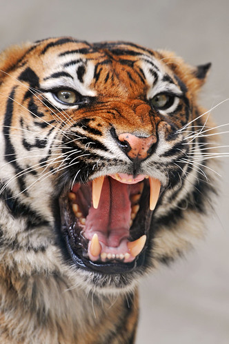 Angry tigress