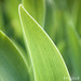 Iris Leaf