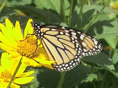 Monarch Butterflies 002