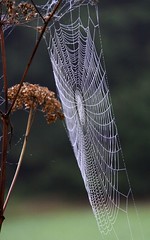 Spider-webs. - Nature. (1)