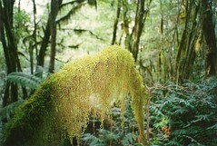 Southern Cool Temperate Rainforests