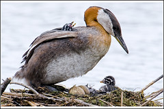 Grebe (Red necked)