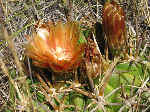 Cactus silvestres