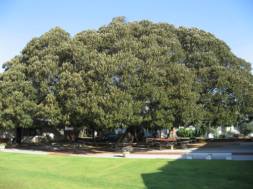 19 Moreton Bay Fig Tree
