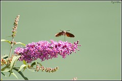 Falene - Farfalle