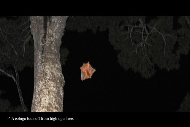 Colugo gliding from high up a tree
