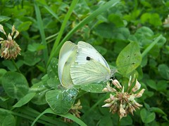 Butterflies and moths