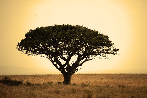 Serengeti_tree_2
