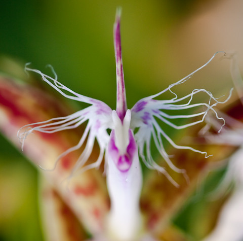Unicorn Flower | Flickr - Photo Sharing!