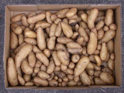 Potatoes-Kipfler-HeatAffectedHarvest-9288-2040gram