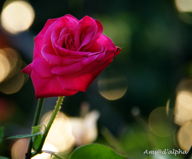 Sekuntum Mawar Merah | Flickr - Photo Sharing!