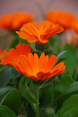 Pot Marigold (Calendula)