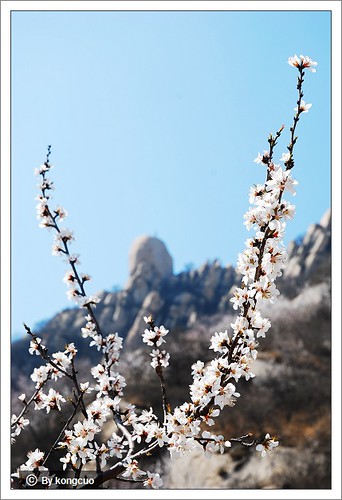 图：凤凰岭上的山桃