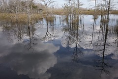 Palm Beach Swamp
