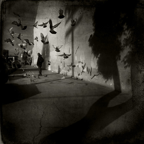 Haiti Appeal: Pigeons & Shadows.